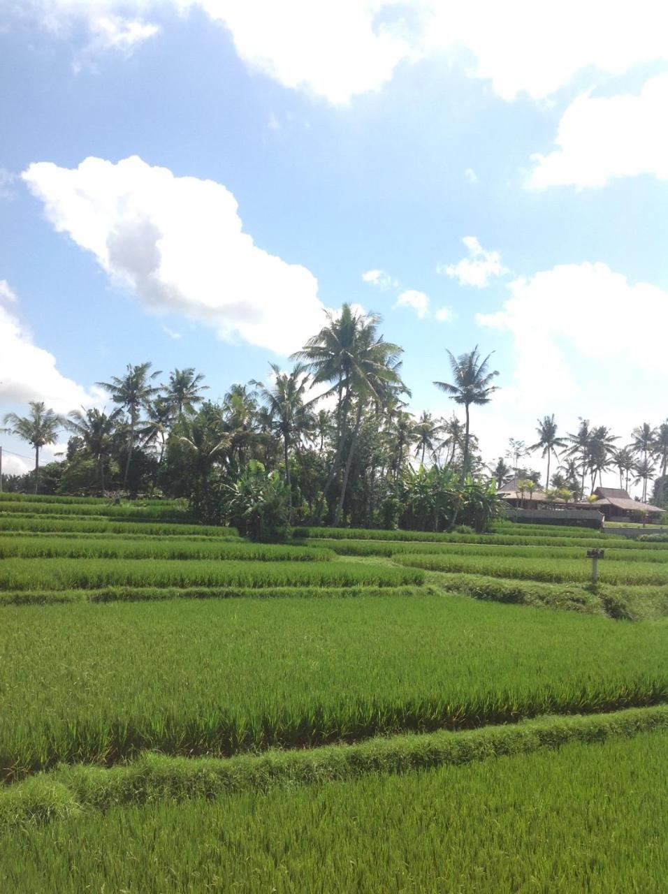 Uma Dhari By Prasi Gasthuis Ubud